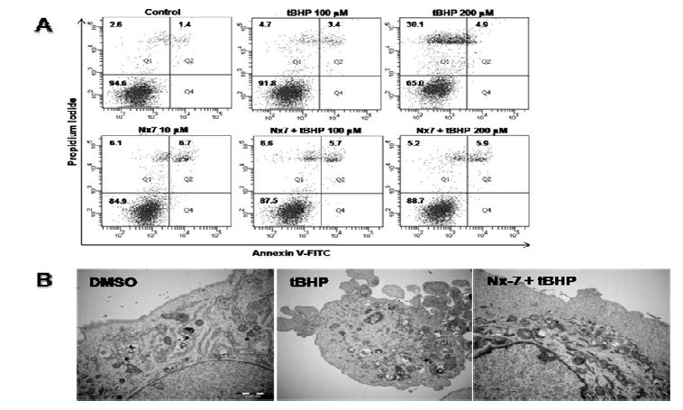 그림 111 t-BHP에 의한 H9C2세포의 세포괴사 확인 및 NecroX-7의 보호효과 검증