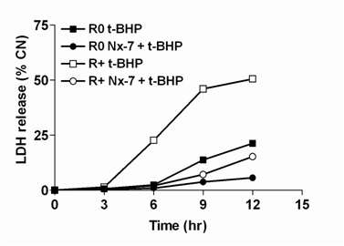 그림 115 미토콘드리아 결핍 세포에서 t-BHP와 NecroX-7의 효과 검증