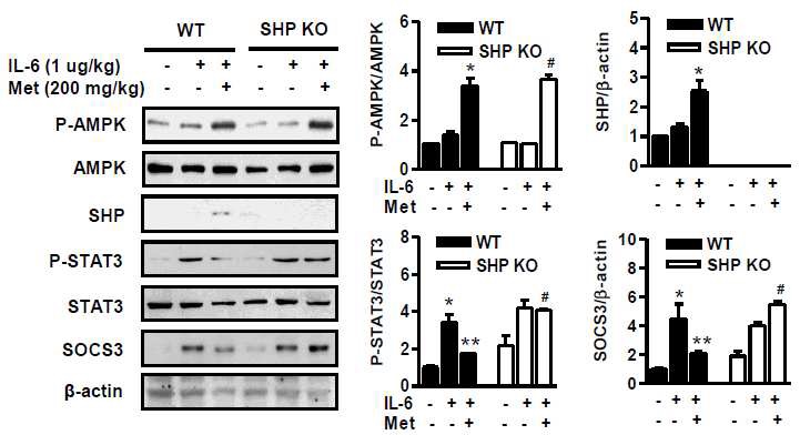 그림1 생리활성물질 metformin 처리를 통한 SHP 유전자의 염증 신호전달 체계의 활성도 분석