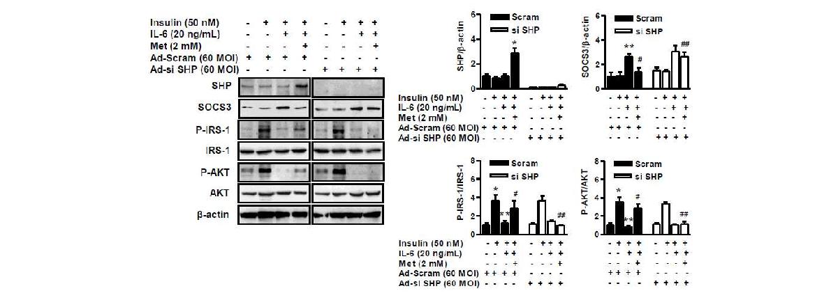 그림2 핵수용체 SHP의 염증반응에 의해 유도된 인슐린 신호전달체계의 기능 저해 확인