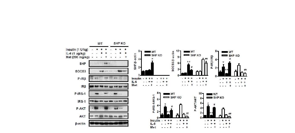 그림3 SHP 결핍 마우스 대식세포에서의 핵수용체 활성물질 전처리를 통한 SHP 유전자의 염증 유발과 인슐린 신호전달 체계의 활성도 정도 분석