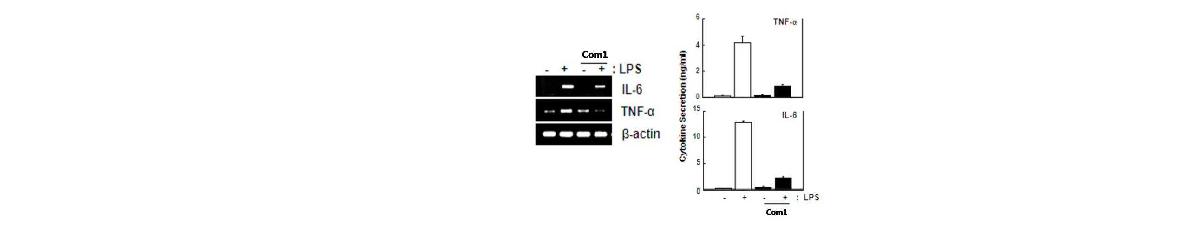 그림6 Fenofibrate에 의한 LPS 유도 마우스 대식세포에서의 전염증성 사이토카인 발현양 확인