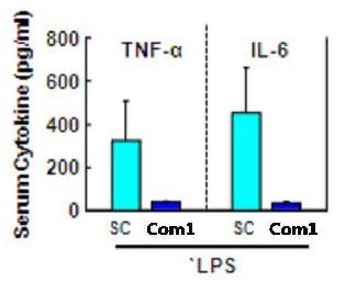 그림8 Fenofibrate 투여 패혈증 쇽 유도 마우스 모델에서의 혈청 내 사이토카인 생성량 비교