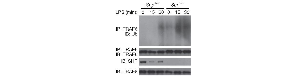 그림11 SHP 결핍 마우스 유래 대식세포에서의 LPS 처리에 따른 TRAF6 유비퀴틴화 확인
