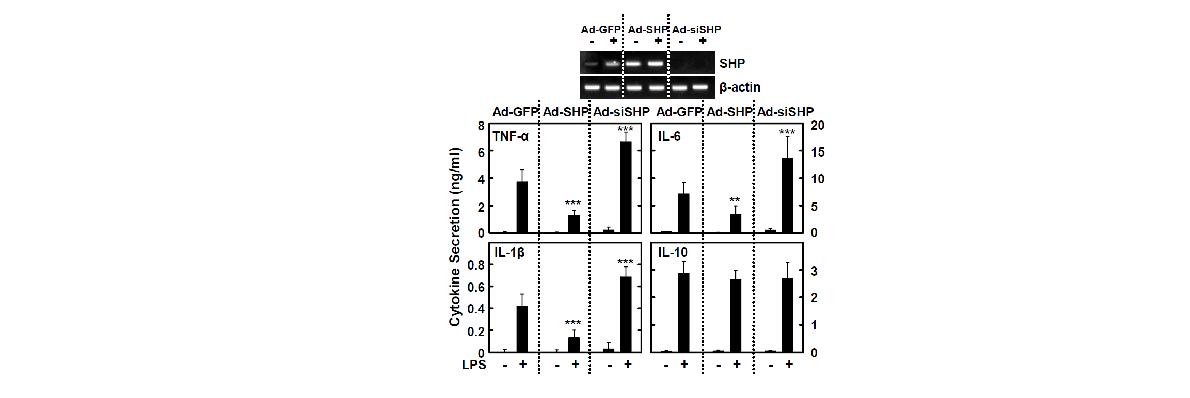 그림17 SHP 과발현 마우스 대식세포의 염증 반응 분석
