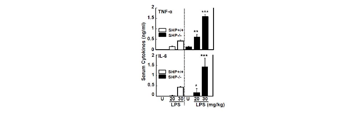 그림23 SHP 결핍 패혈증 쇽 동물모델의 혈청 내 사이토카인 생성능
