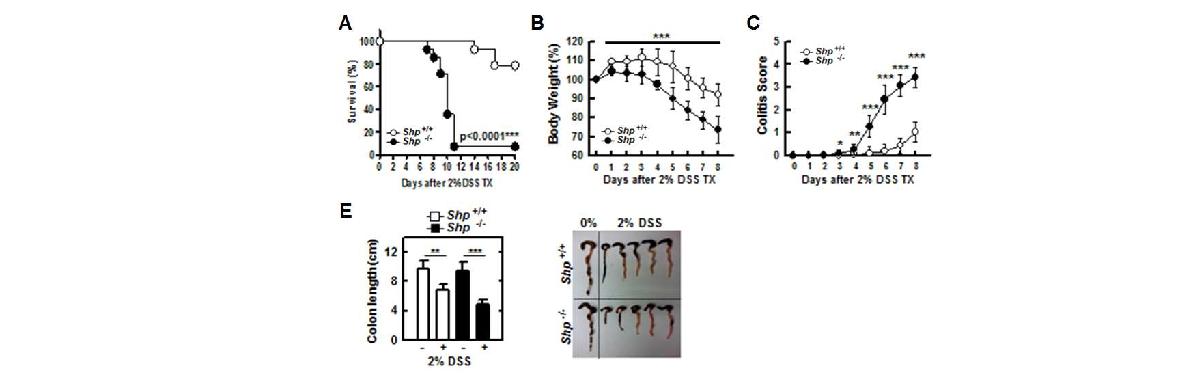 그림28 장염유발 동물 모델을 이용한 SHP 유전자 결핍에 따른 생존률 및 염증 유발 분석
