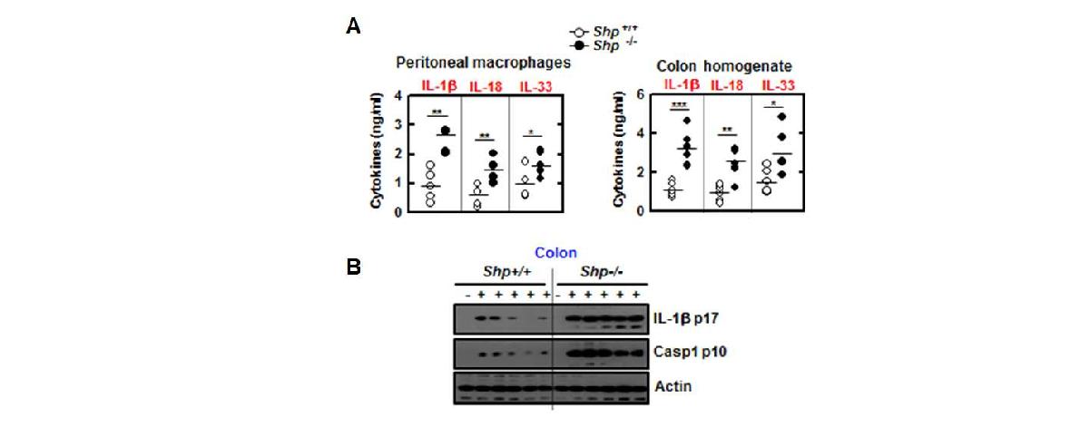 그림29 장염유발 마우스 모델을 이용한 SHP 유전자 결핍에 따른 인플라마좀 활성화 분석