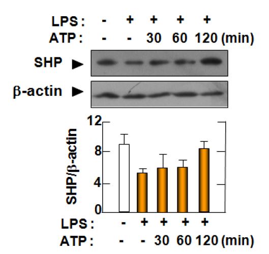 그림36 NLRP3 인플라마좀 복합체 활성에 의한 SHP 단백질 발현