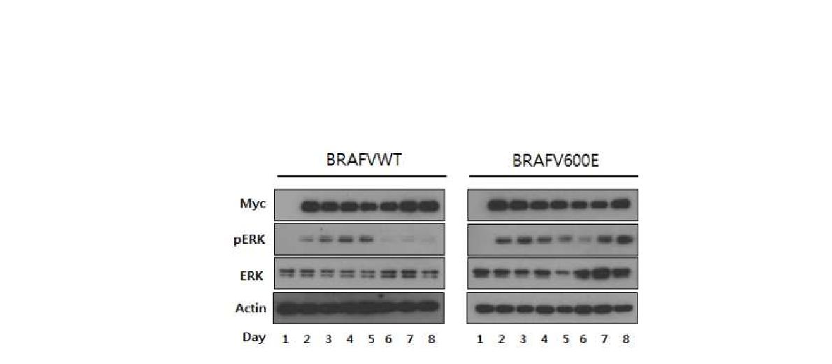 그림 31. 지방세포와 co-culture에 따른 BRAFWT과BRAFV600E세포의 ERK 인산화 변화