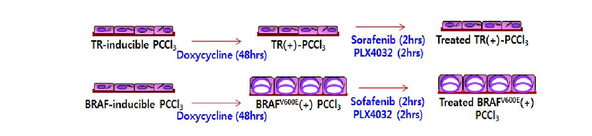 그림 41. BRAFV600E 갑상선 암 모델을 이용한 억제제의 효과확인 실험과정 모식도