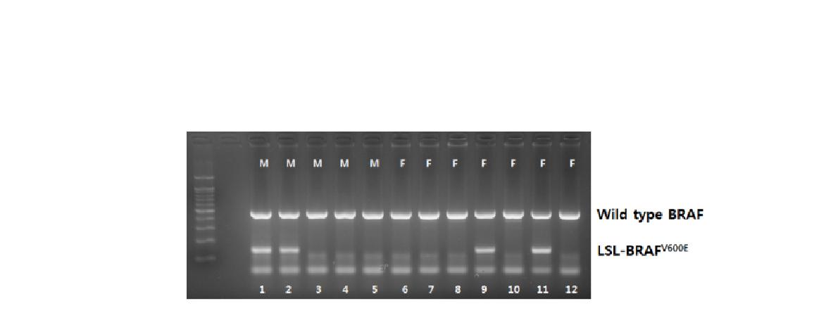 그림 53. LSL-BRAFV600E 마우스의 genotyping