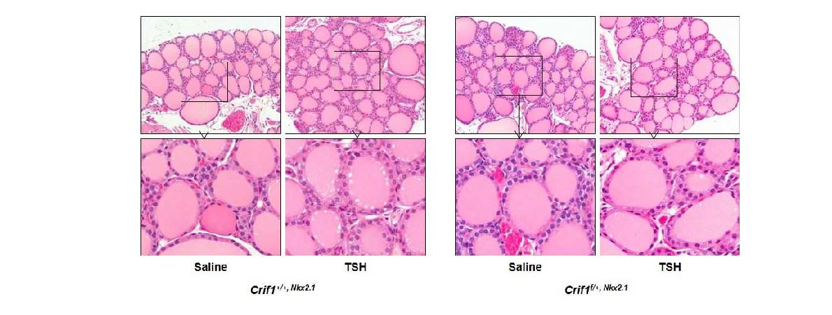 그림 75. 12주령 마우스에서 rhTSH 자극에 의한 갑상선 여포 및 여포세포의 형태적 변화