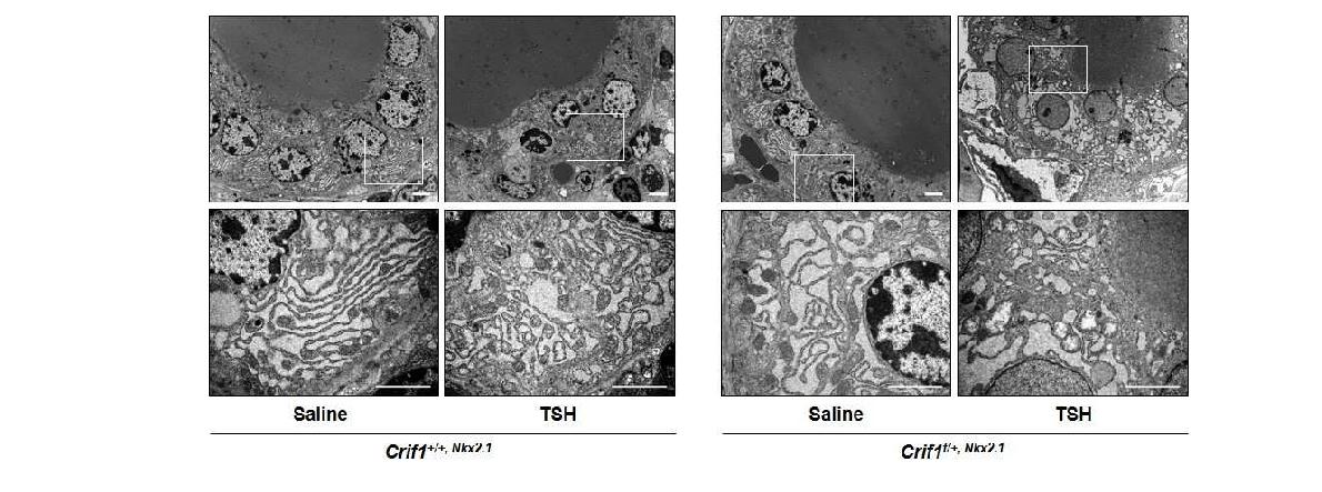 그림 76. 12주령 마우스에서 rhTSH 자극에 의한 갑상선 여포세포의 소기관 변화