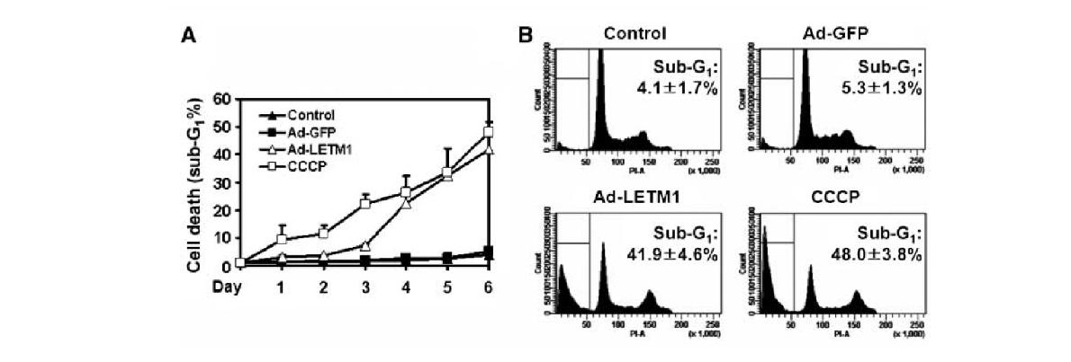 그림 97. Adenovirus를 이용하여 LETM1을 과발현 시킨후 세포사멸이 일어난 현상을 FACS 분석기를 이용하여 Sub-G1 Population의 증감을 비교한 결과