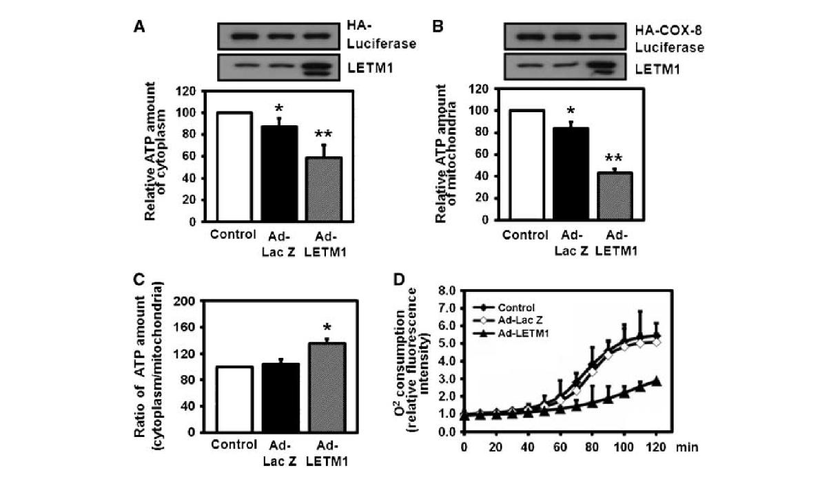 그림 101. (A) LETM1 과발현 세포주에서 세포질 특이적 ATP 생성 측정 (B) 미토콘드리아 특이적 ATP 생성 측정 (C) 세포질/미토콘드리아 생성 ATP 비율 측정 (D) 산소 소모량 측정