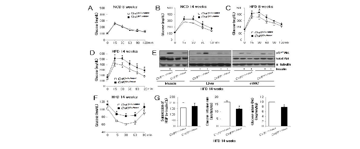 그림 16 Crif1 f/+,FABP4 mice의 당불내성, 인슐린 저항성 표현형