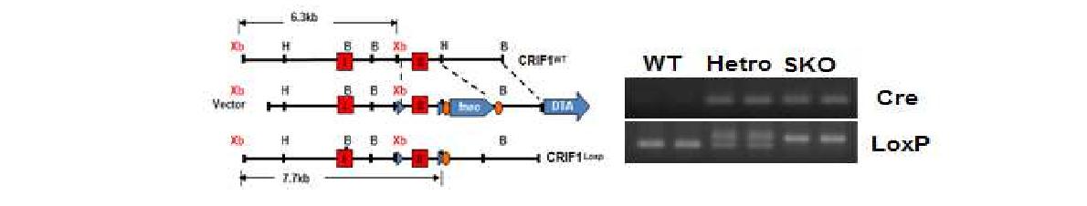 그림 20 Cre-loxP system을 이용한 근육 특이적 CRIF1 결손 마우스 제작