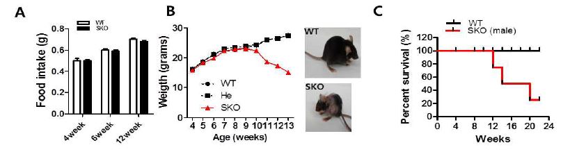 그림 21 근육 특이적 CRIF1 결손 (SKO) 마우스의 food intake와 몸무게 변화 및 생존율