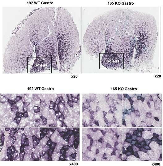 그림 27 근육 특이적 CRIF1 결손 마우스 넙치근에서 SDH 발현 및 형태 비교