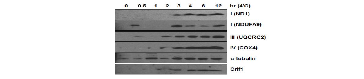 그림 50 추위에 노출된 마우스 갈색지방조직에서의 OXPHOS complex 서브유닛의 단백질 발현양상
