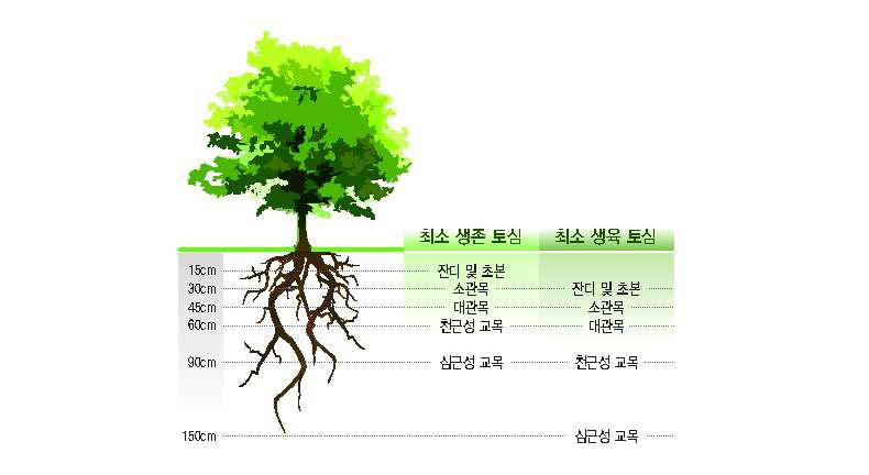 수목의 생육심도