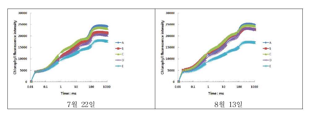 식재 처리별 엽록소 형광반응(OJIP) 비교