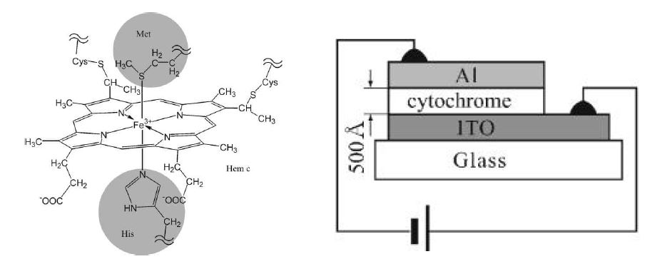 Cytochrome c 분자구조 및 OLED 구조