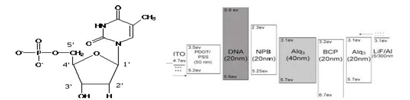 DNA 구조 및 OLED 구조