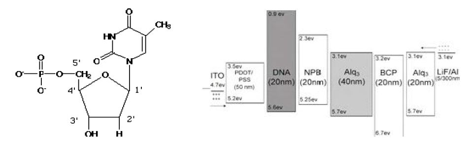 DNA 구조 및 DNA OLED 구조