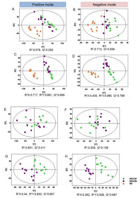 Figure 32. Principal component analysis (PCA), partial least squares-discriminant analysis (PLS-DA) score scatter plots obtained from the UPLC/Q-TOF MS spectra of liver lipid extract for global analysis, which is demonstrating a clear differentiation among the groups ; (A) PCA score plot for HFD-OP, HFD-OR, ND in positive mode of UPLC/Q-TOF MS; (B) PCA score plot for HFD-OP, HFD-OR, ND in negative mode of UPLC/Q-TOF MS; (C) PLS-DA score plot for HFD-OP, HFD-OR, ND in positive mode of UPLC/Q-TOF MS; (D) PLS-DA score plot for HFD-OP, HFD-OR, ND in negative mode of UPLC/Q-TOF MS; (E) PCA score plot for HFD-OP, HFD-OR in positive mode of UPLC/Q-TOF; (F) PCA score plot for HFD-OP, HFD-OR in negative mode of UPLC/Q-TOF MS; (G) PLS-DA score plot for HFD-OP, HFD-OR in positive mode of UPLC/Q-TOF MS; (H) PLS-DA score plot for HFD-OP, HFD-OR in negative mode of UPLC/Q-TOF MS