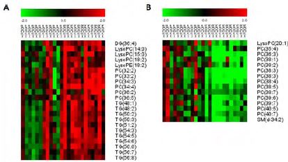 Figure 36. Heatmap of increased lipid metabolites(A) and decreased lipid metabolites(B) in liver