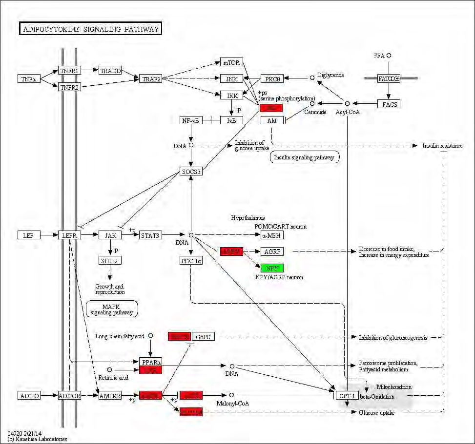 Figure 78. Effect of green tea extract on transcriptional pattern related with adipocytokine signaling pathway in C57BL/6J mice fed high fat diet. Red color indicates up-regulation and green is down-regulation to high-fat diet