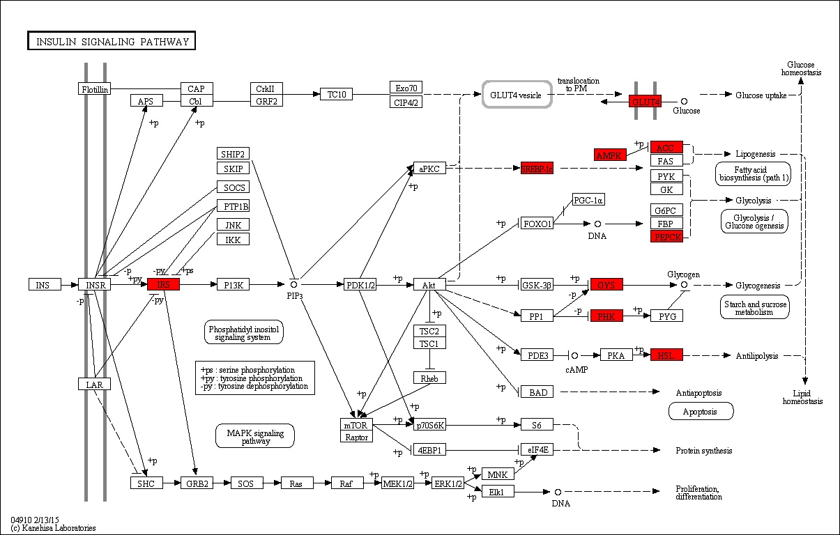 Figure 79. Effect of green tea extract on transcriptional pattern related with insulin signaling pathway in C57BL/6J mice fed high fat diet. Red color indicates up-regulation and green is down-regulation to high-fat diet