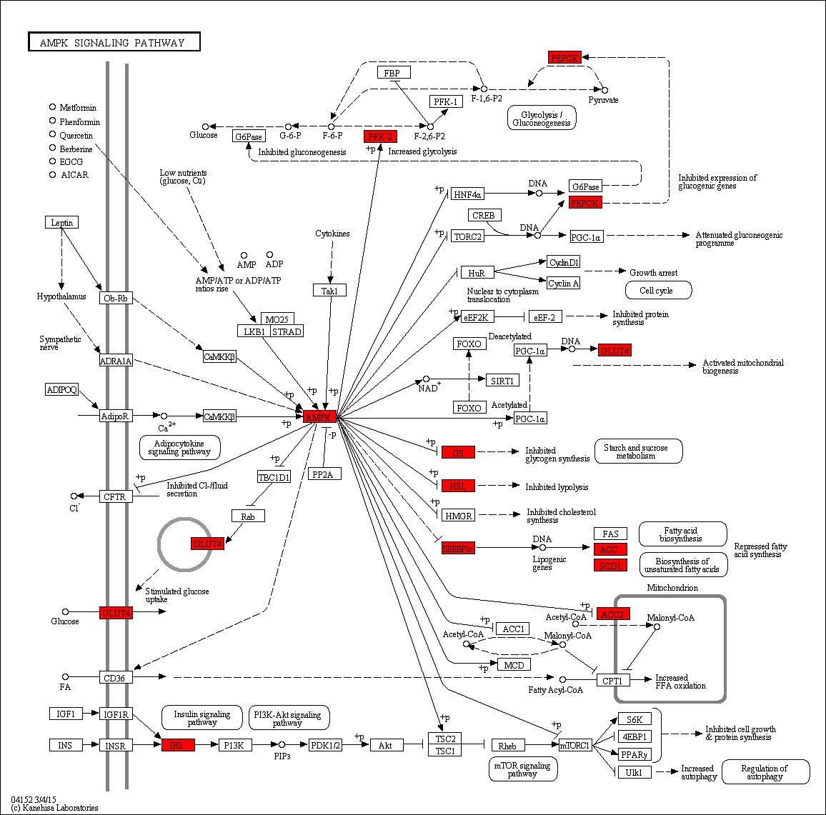 Figure 80. Effect of green tea extract on transcriptional pattern related with AMPK sinaling pathway in C57BL/6J mice fed high fat diet. Red color indicates up-regulation and green is down-regulation to high-fat diet