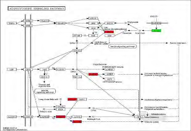 Figure 81. Effect of Bangpungtongsungsan on transcriptional pattern related with adipocytokine signaling pathway in C57BL/6J mice fed high fat diet. Red color indicates up-regulation and green is down-regulation to high-fat diet