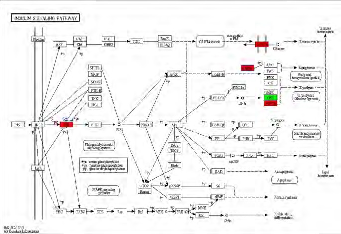 Figure 82. Effect of Bangpungtongsungsan on transcriptional pattern related with insulin signaling pathway in C57BL/6J mice fed high fat diet. Red color indicates up-regulation and green is down-regulation to high-fat diet