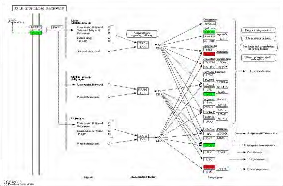 Figure 83. Effect of Bangpungtongsungsan on transcriptional pattern related with PPAR signaling pathway in C57BL/6J mice fed high fat diet. Red color indicates up-regulation and green is down-regulation to high-fat diet