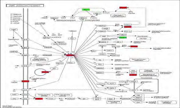 Figure 84. Effect of Bangpungtongsungsan on transcriptional pattern related with AMPK signaling pathway in C57BL/6J mice fed high fat diet. Red color indicates up-regulation and green is down-regulation to high-fat diet