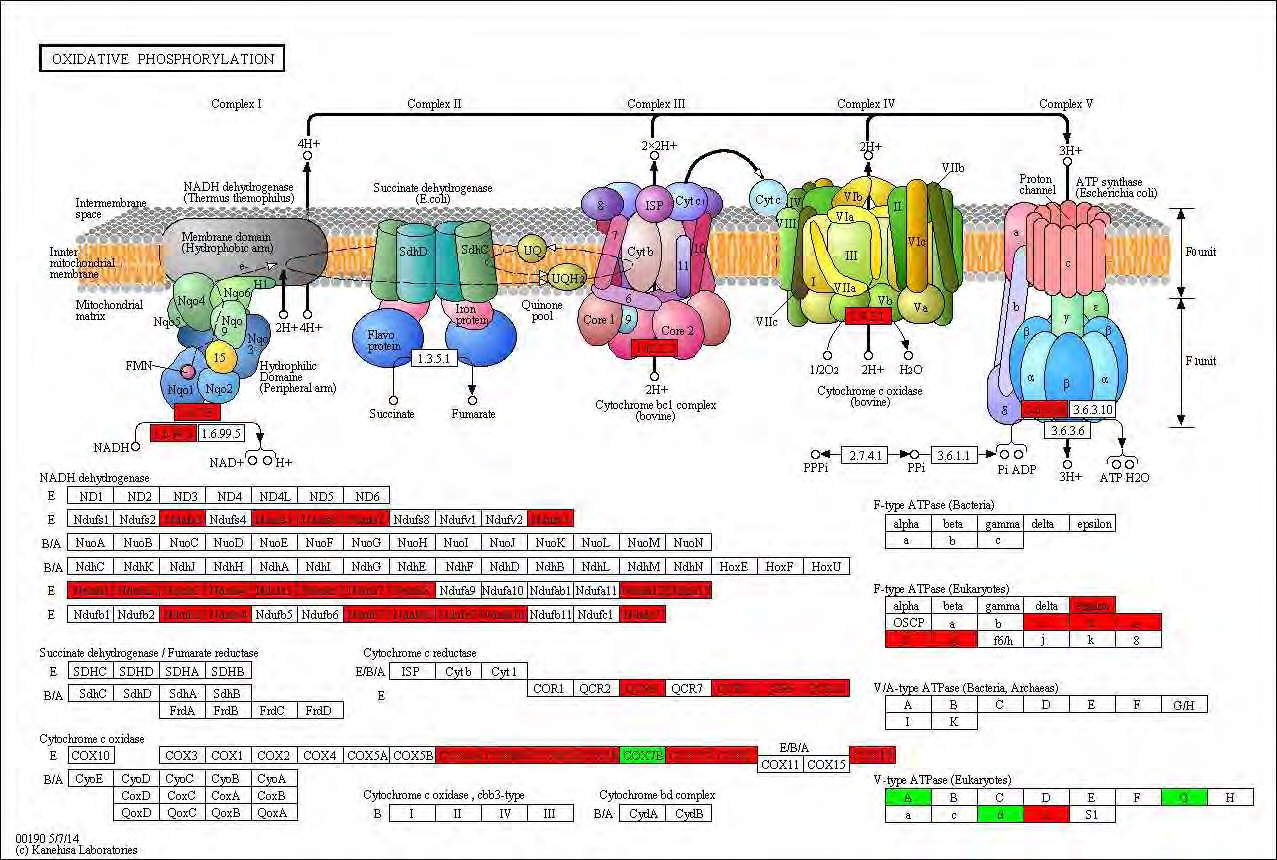 Figure 85. Effect of Taeeumjowuitang on transcriptional pattern related with oxidiative phosphorylation in C57BL/6J mice fed high fat diet. Red color indicates up-regulation and green is down-regulation to high-fat diet