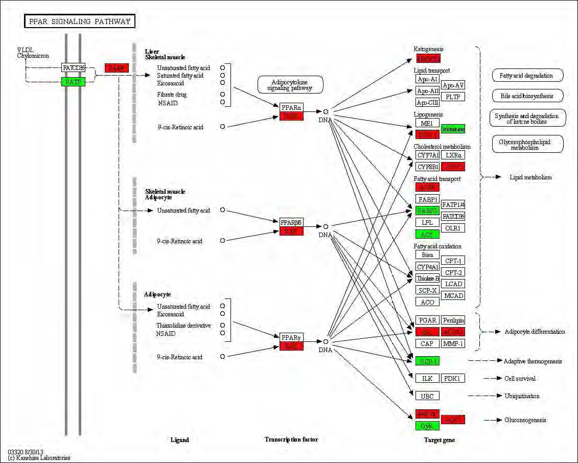 Figure 86. Effect of Taeeumjowuitang transcriptional pattern related with PPAR signaling pathway in C57BL/6J mice fed high fat diet. Red color indicates up-regulation and green is down-regulation to high-fat diet