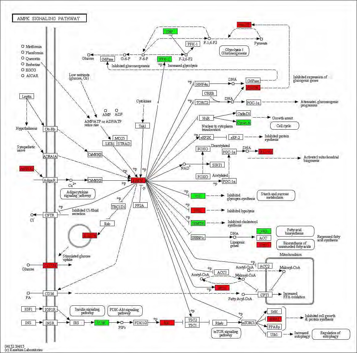 Figure 87. Effect of Taeeumjowuitang on transcriptional pattern related with AMPK signaling pathway in C57BL/6J mice fed high fat diet. Red color indicates up-regulation and green is down-regulation to high-fat diet