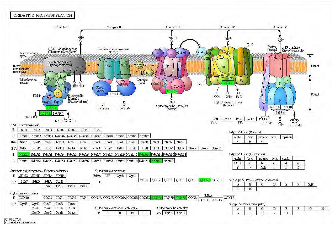 Figure 89. Effect of green tea extract on transcriptional pattern related with oxidiative phosphorylation in C57BL/6J mice fed high fat diet. Red color indicates up-regulation and green is down-regulation to high-fat diet