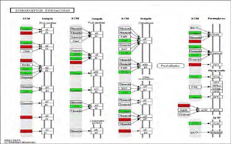 Figure 90. Effect of green tea extract on transcriptional pattern related with ECM-receptor interaction in C57BL/6J mice fed high fat diet. Red color indicates up-regulation and green is down-regulation to high-fat diet