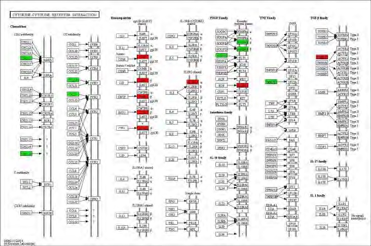 Figure 91. Effect of green tea extract on transcriptional pattern related with cytokine-cytokine receptor interaction in C57BL/6J mice fed high fat diet. Red color indicates up-regulation and green is down-regulation to high-fat diet