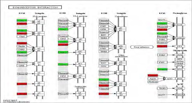 Figure 92. Effect of Bangpungtongsungsan on transcriptional pattern related with ECM-receptor interaction in C57BL/6J mice fed high fat diet. Red color indicates up-regulation and green is down-regulation to high-fat diet.