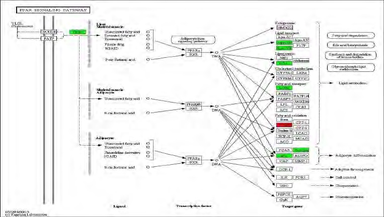 Figure 93. Effect of Bangpungtongsungsan on transcriptional pattern related with PPAR signaling pathway C57BL/6J mice fed high fat diet. Red color indicates up-regulation and green is down-regulation to high-fat diet