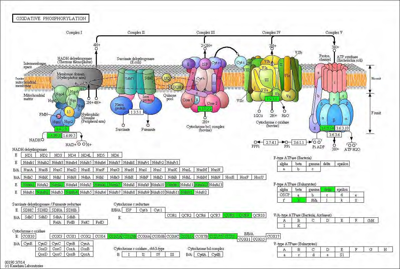 Figure 94. Effect of Bangpungtongsungsan on transcriptional pattern related with oxidiative phosphorylation in C57BL/6J mice fed high fat diet. Red color indicates up-regulation and green is down-regulation to high-fat diet