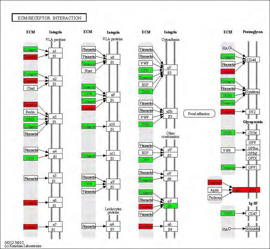 Figure 95. Effect of Taeeumjowuitang on transcriptional pattern related with ECM-receptor interaction in C57BL/6J mice fed high fat diet. Red color indicates up-regulation and green is down-regulation to high-fat diet.