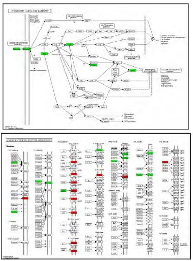 Figure 96. Effect of Taeeumjowuitang on transcriptional pattern related with inflammatory response in C57BL/6J mice fed high fat diet. Red color indicates up-regulation and green is down-regulation to high-fat diet